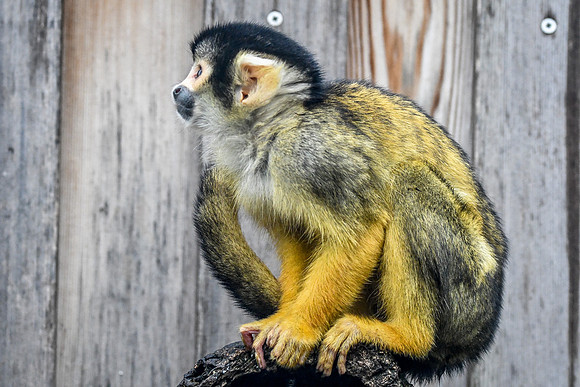 London Zoo0032