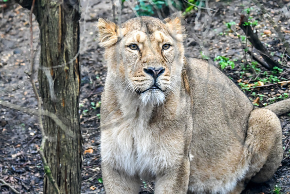 London Zoo0033