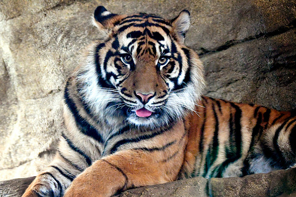 London Zoo0034