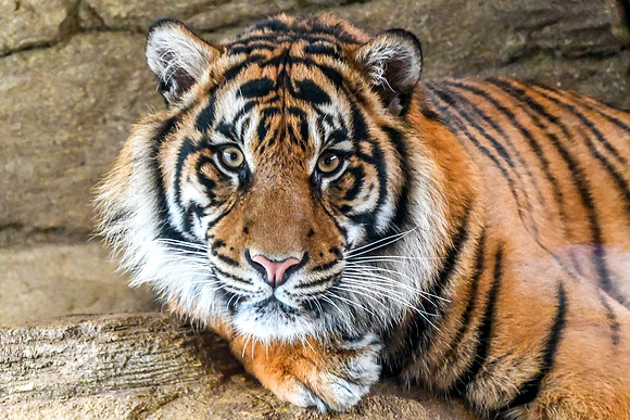 London Zoo0035