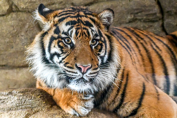 London Zoo0036