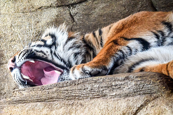 London Zoo0037