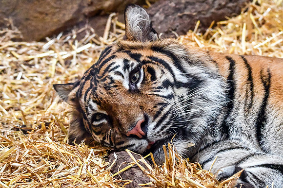 London Zoo0038