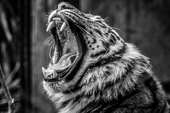 London Zoo0039