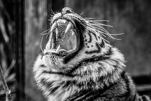 London Zoo0040
