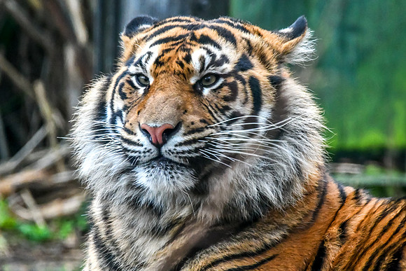 London Zoo0041