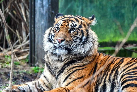 London Zoo0042