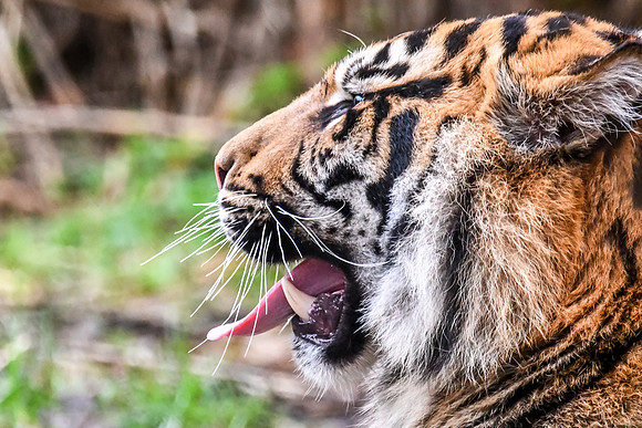 London Zoo0043