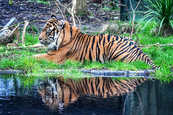 London Zoo0044