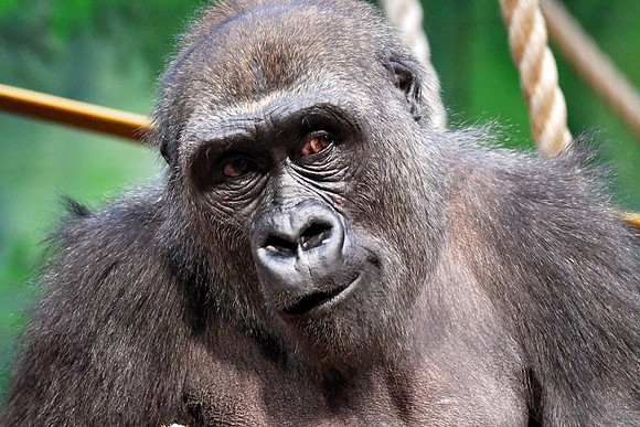 London Zoo0045
