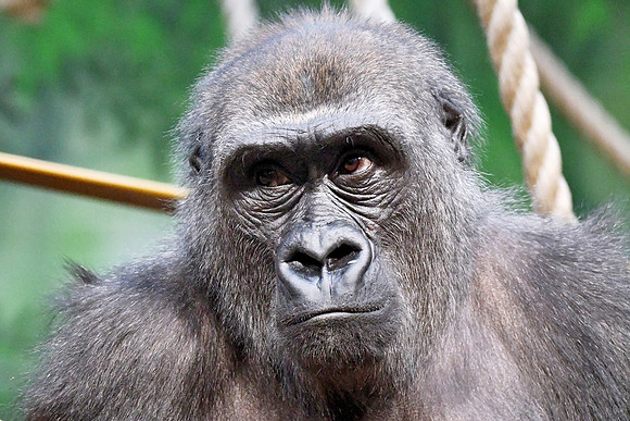 London Zoo0046
