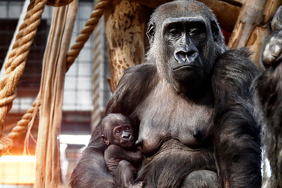 London Zoo0050