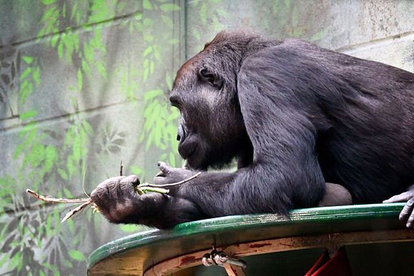 London Zoo0048