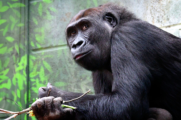 London Zoo0049