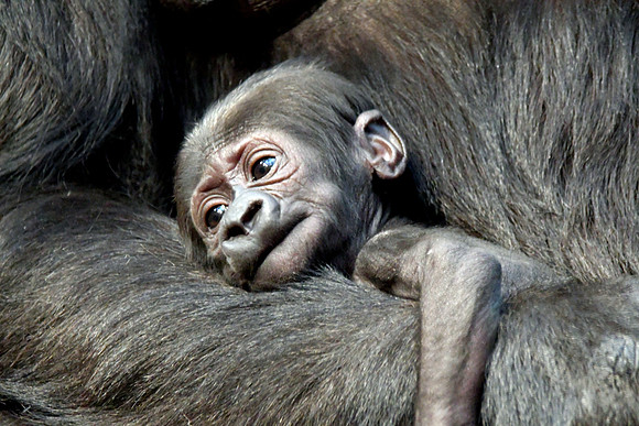 London Zoo0051