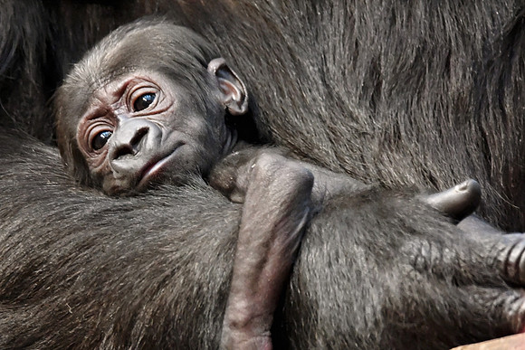 London Zoo0053