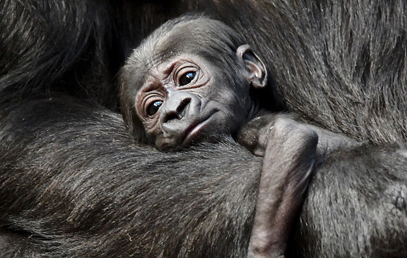 London Zoo0052