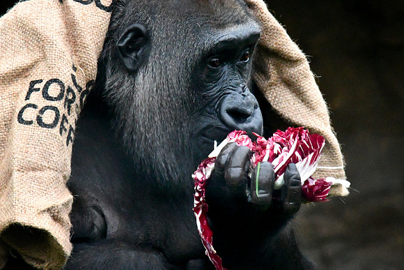 London Zoo0054