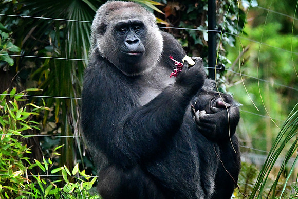 London Zoo0056