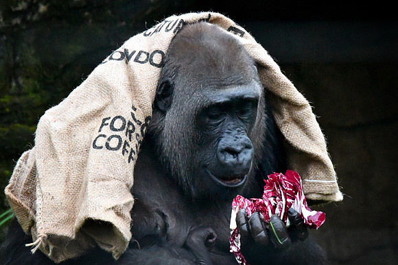 London Zoo0055