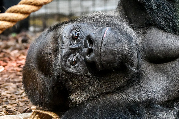 London Zoo0047