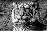 London Zoo0004
