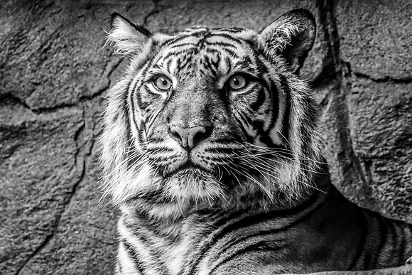 London Zoo0004