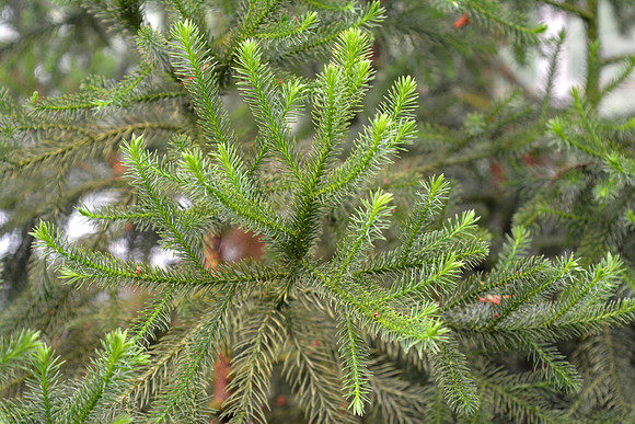 DSC_0808.JPG