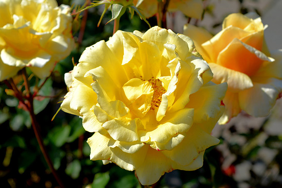 DSC_0658.JPG