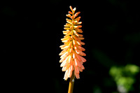 DSC_0489.JPG