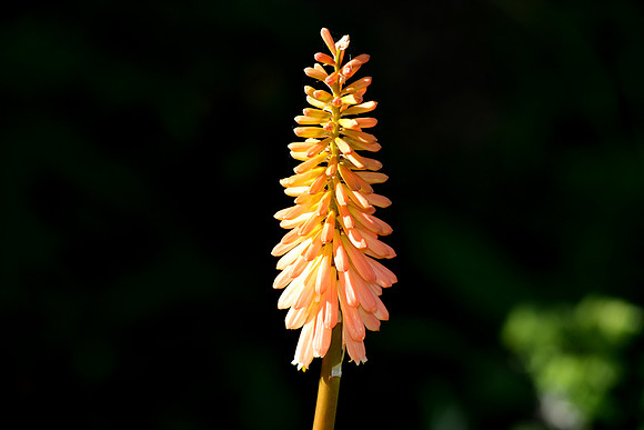 DSC_0489.JPG