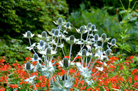 DSC_0516.JPG