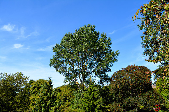 DSC_0961.JPG