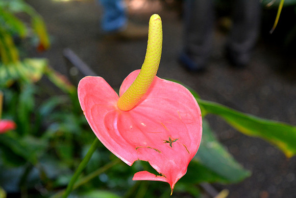 DSC_0686.JPG