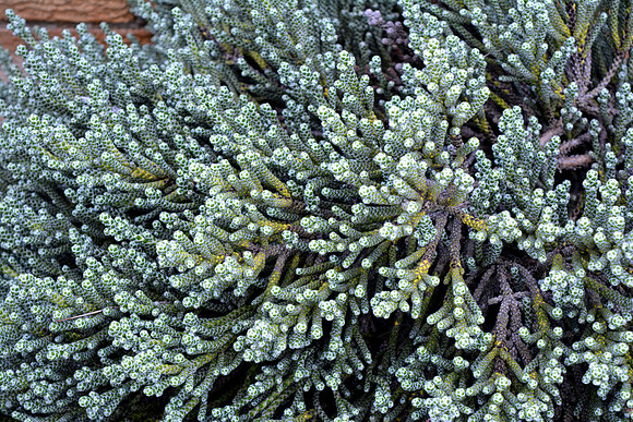 DSC_0817.JPG