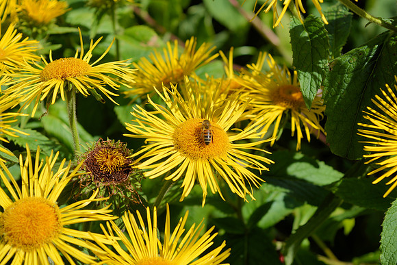 DSC_0955.JPG