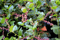 DSC_0479.JPG
