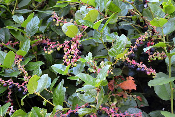 DSC_0479.JPG