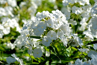 DSC_0494.JPG
