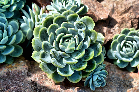 DSC_0745.JPG