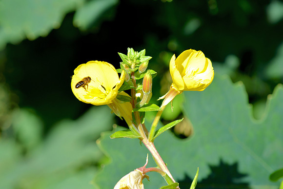 DSC_0568.JPG