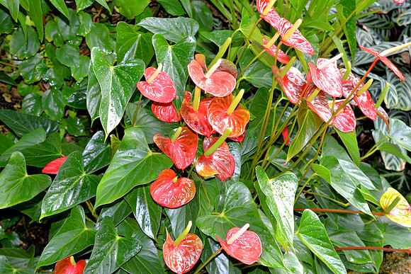DSC_0690.JPG