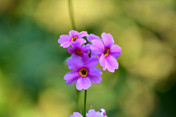 DSC_0612.JPG