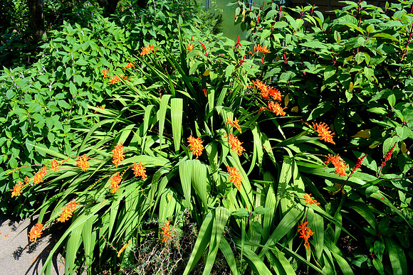 DSC_0813.JPG