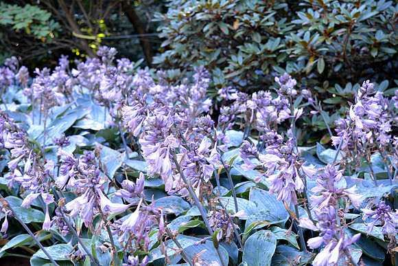 DSC_0591.JPG