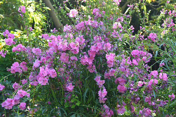 DSC_0563.JPG