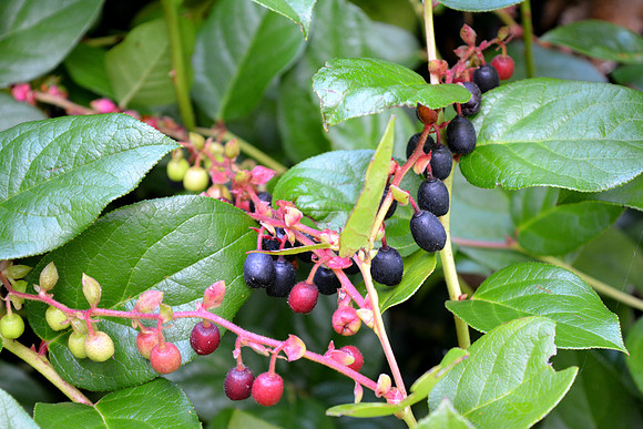 DSC_0480.JPG