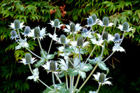 DSC_0517.JPG