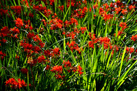 DSC_0487.JPG