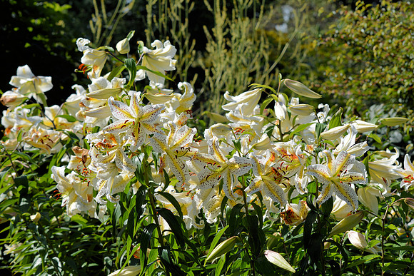 DSC_0940.JPG